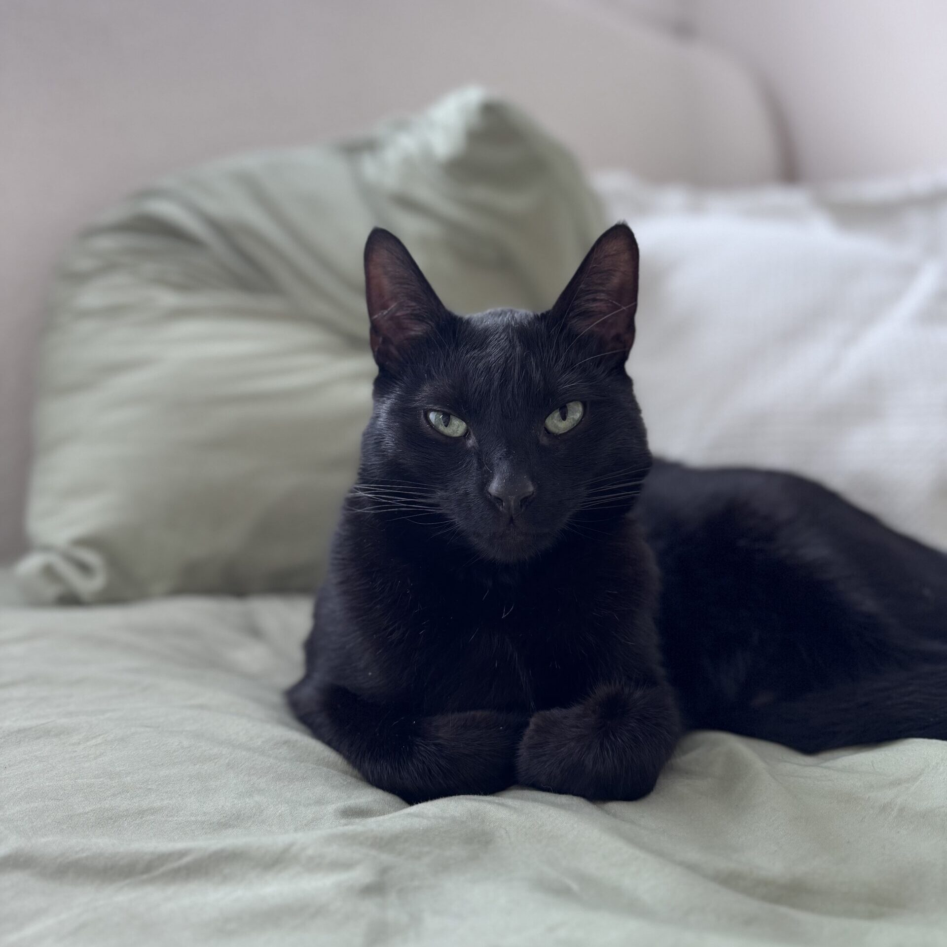 Mito